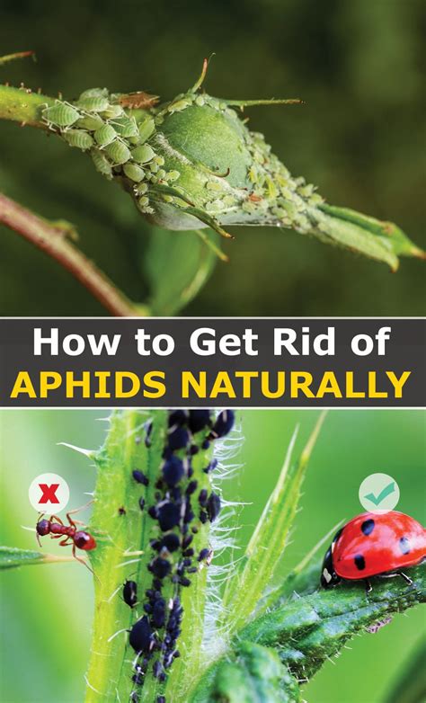 how to get rid of aphids permanently